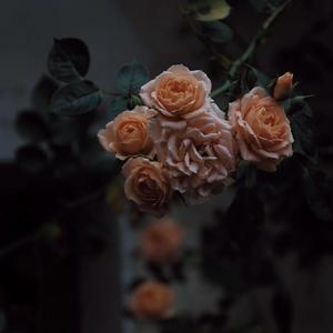 日本性感少妇性爱
